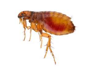 flea