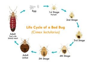 bed bug life cycle