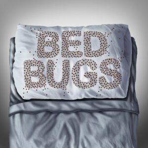 bed bug control