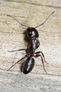 carpenter ants