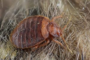 bed bug extermination