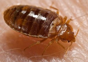 bed bugs Fairfax