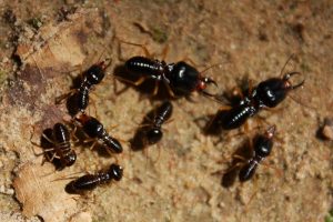 termite control